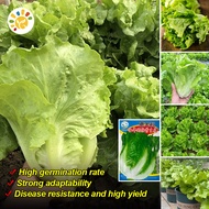 Lettuce Seed - เมล็ดพันธุ์ ผักกาดหอม อิตาลี สีเขียว งอกง่าย เมล็ดพันธุ์ ผักสลัด หัวใหญ่ กรอบมาก หวาน