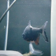HIASAN AQUARIUM PACU HITAM BAWAL HITAM SEDANG COLOSSOMA MACROPOMUM