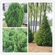 Juniperus chinensis 聖誕松 pokok hidup hiasan rumah live outdoor houseplant tumbuhan kebun bunga murah 