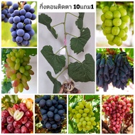 สินค้ามีพร้อมส่ง องุ่น ต้นองุ่น แบบกิ่งตอนป่าติดตาพันธุ์ดี แท้100%