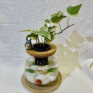 蕨美植栽 室內辦公室水耕植栽-常春藤+弧形玻璃瓶