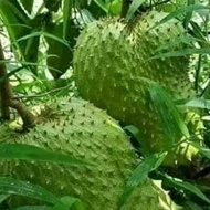 GUYABANO SEEDS 3SEEDS