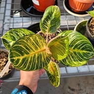 Murah Tanaman Hias Aglaonema / Aglonema Ajisaka Serat