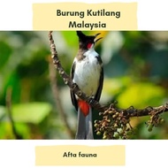 Burung kutilang Malaysia atau merbah jambul