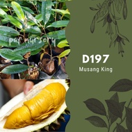 Musang King (Anak Pokok)