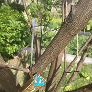 BETTINARDI BETTINARDI Golf Club Golf Putter Men's Straight Extra Style