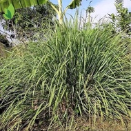 ♞,♘,♙lemon grass plant seeds