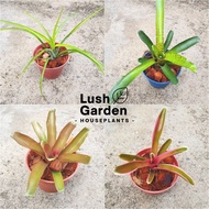 Bromeliad Small 80mm Pot Live Plant Pokok Hiasan [Lush Garden]