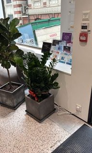 金錢樹家居寫字樓盆栽綠植