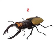 Official Gashapon Beetles / Kabutomushi Series 09 Collectible