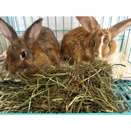 Canada Super Soft Timothy hay 100%leaves  Updated:18/6/2026