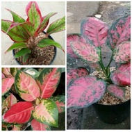 paket murah aglaonema - aglaonema dud anjamani - aglaonema khocin -