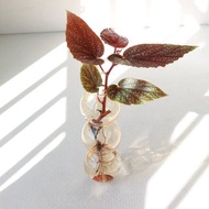 水培植栽│粉點秋海棠_室內植物 夢幻泡泡球玻璃瓶 辦公室盆栽