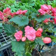 Elatior begonia, Begonia Rose (0.3m)
