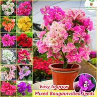 [Fast Germination] 100 seeds/pack Bougainvillea Bonsai Seeds for Planting Flowers丨buto ng bulaklak丨A