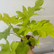 H2O - Philodendron Selloum Gold [indoor Plant] Live plant