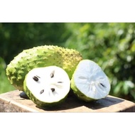 Pokok Durian Belanda