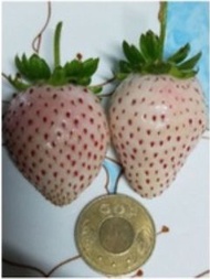 大自然種苗園~雪妍白草莓2.5吋走莖盆苗