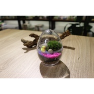 Mossy Egg Terrarium - DIY Kit