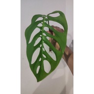 Monstera Esqueleto (rooted cutting) Ready stock