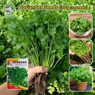 [Fast Germination/COD] 100% Organic Coriander Seeds for Planting - High Yield Cilantro Seeds Legit F