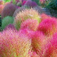 Red Skin Seed Broom Grass Broom Grass Seed Flower Seed Four Seasons Courtyard Outdoor Ornamental Ski