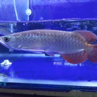 AROWANA SUPER RED / ARWANA SUPER RED