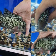 Flowerhorn king kamfa