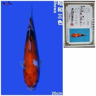 Showa Farm ISA Import Jepang Serti Breeder Ikan Koi Import Jenis Showa