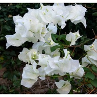 Flower Cutting edible vege Bougainvillea White