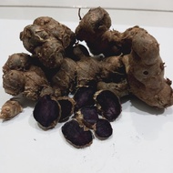 Kaempferia parviflora / Black Ginger