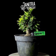 Bonsai ficus compacta beringin compacta prokar