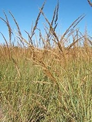 VISTARIC YUCCA filamentosa ADAMS zona AGO 5 Hardy 10 semi di Tropical Oasis