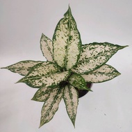 Sindo - Aglaonema Snow White Live Plant ENB36CU96F