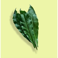 Daun Jarum Tujuh Bintang / daun tujuh bilah / Daun Pengobatan herbal