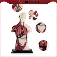 [Blesiya] Human Body Model for Kids Realistic Human Display Study Model for Kids Drawing Teaching Su
