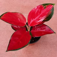 AGLAONEMA (SUKSOM JAIPONG) (SUPER RED)۩seeds