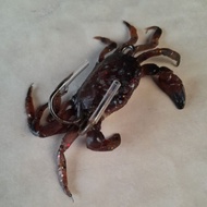 Soft Plastic Lures 11cm Crab