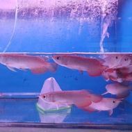 Ikan Arwana Golden Red Ready Kak