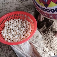 Small Small Eggs 100 Pieces Get 20 Pieces Turtle Eggs Newborn Eggs Small 6 Double Baby Meat Eggs