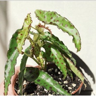 Pink Spotted Begonia ( Begonia amphioxus ) [RARE PLANT] [HOT SELLING] [FAST SHIPPING ]
