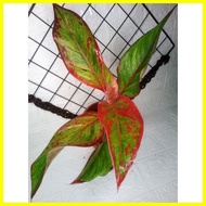 ♞AGLAONEMA VARIETIES (POTTED WITH FREE PEBBLES!)