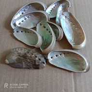 Abalone shell