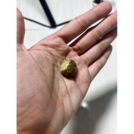 Fossil Nibong Kepaduan untuk Dimaharkan Tona Multicolour (Rm45)