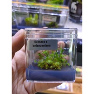 Drosera Beleziana Tissue Culture Carnivorous Plant