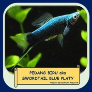 IKAN HIAS AIR TAWAR - PEDANG BIRU aka SWORDTAIL BLUE
