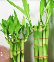 Tanman Lucky Bamboo