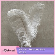 ORIGINAL Ostrich Feather decorative Feather/ camel Feather original Feather/