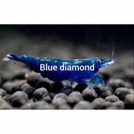 paket 50 ekor udang hias aquascape blue Diamond