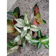 ✴◊AGLAONEMA Varieties live plants